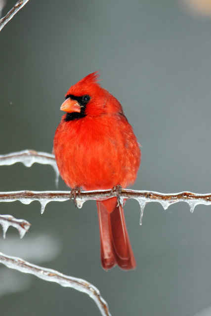 Northern Cardinal, Ohio