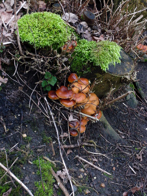 Fungi on Ayot Greenway (2) VB.JPG