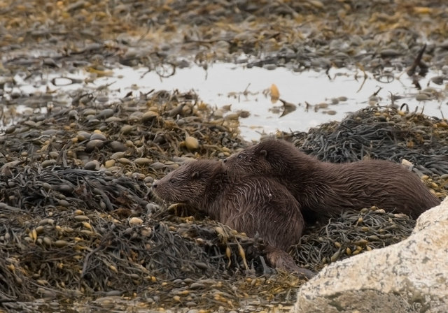 Otter cubs