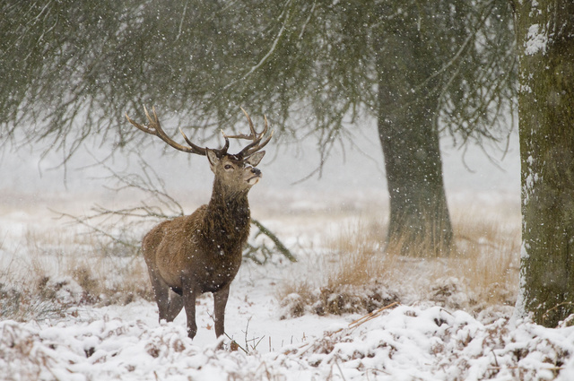 Red deer stag