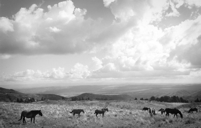 Black & White Horses