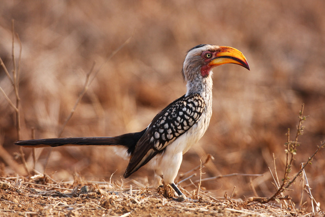 Yellow-billed Hornbill