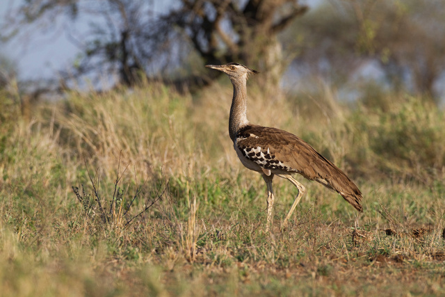 Kori Bustard