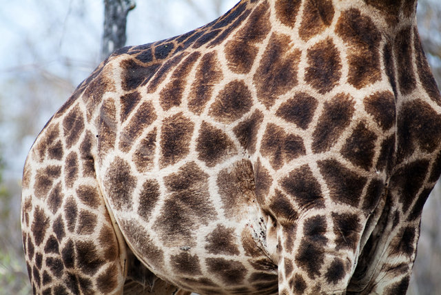 Giraffe Pattern