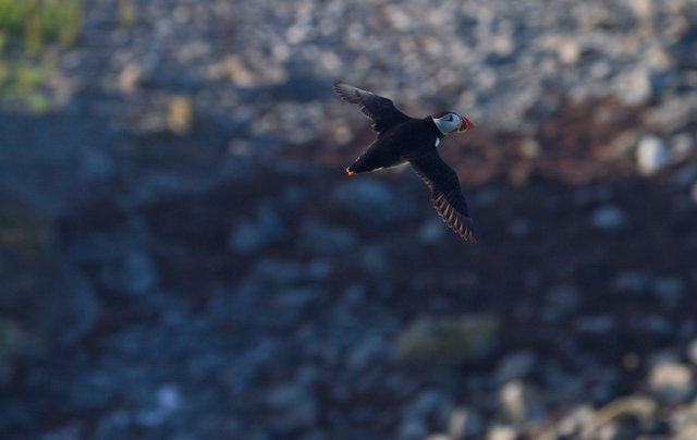 Puffin