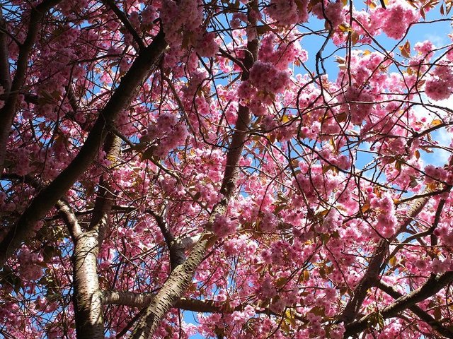 6- Pink Blossom 2015 Alison Gracie