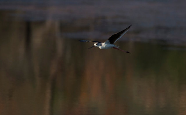 Black-winged Stilt