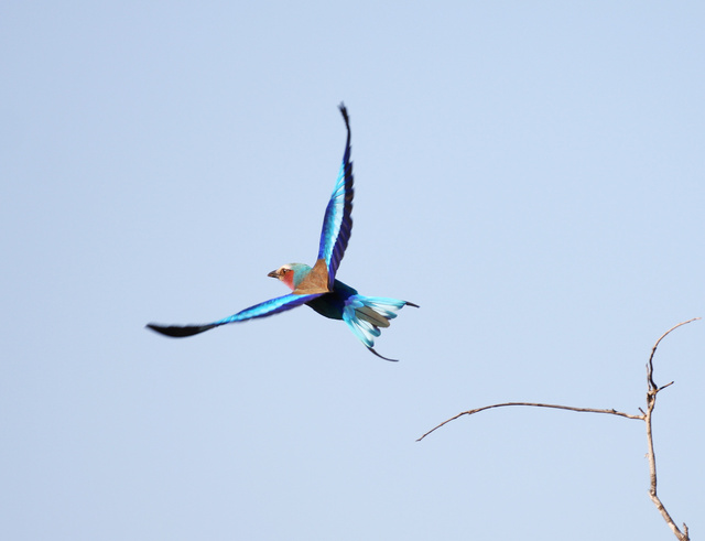 Lilac-breasted roller