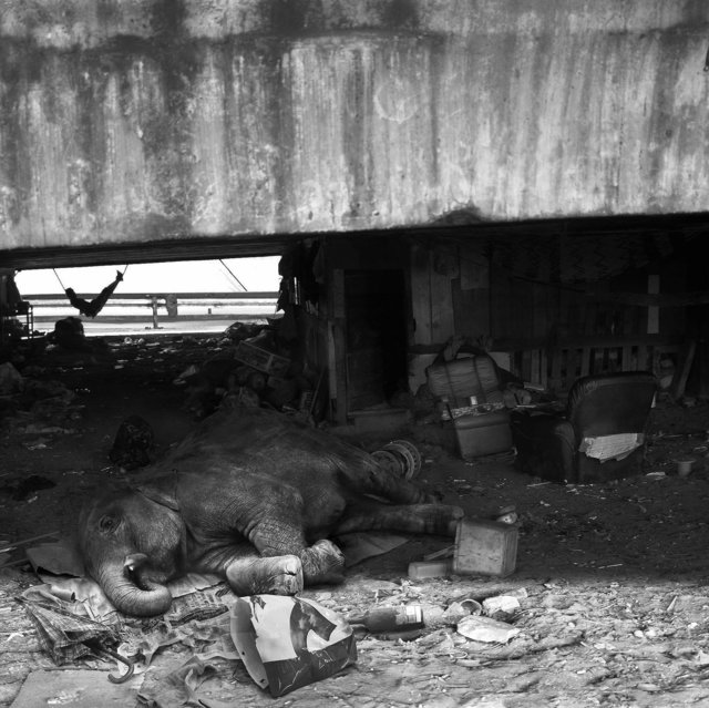 Elephant under the bridge. (1 of 3)