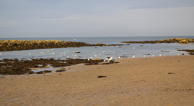 Beach at Beadnell (3) VB.JPG