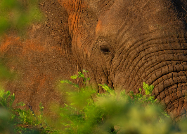 Elephant