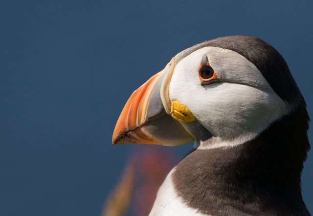 Puffin
