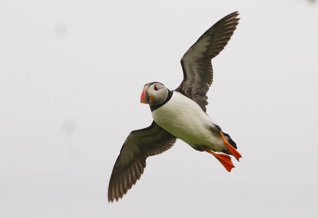 Puffin