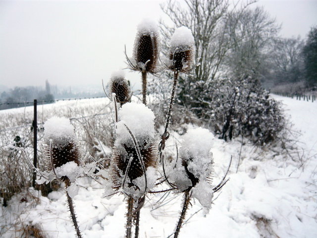 Teasels in the snow (5) VB.JPG