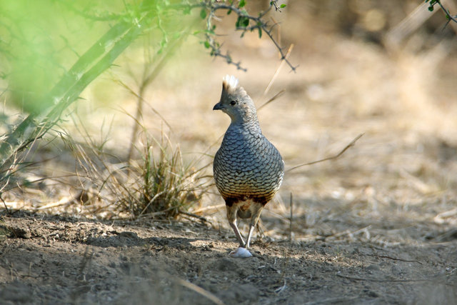 Scaled Quail, southern Texas