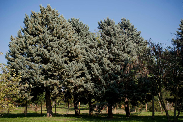 MESNAGE-naturama-2011-12.jpg