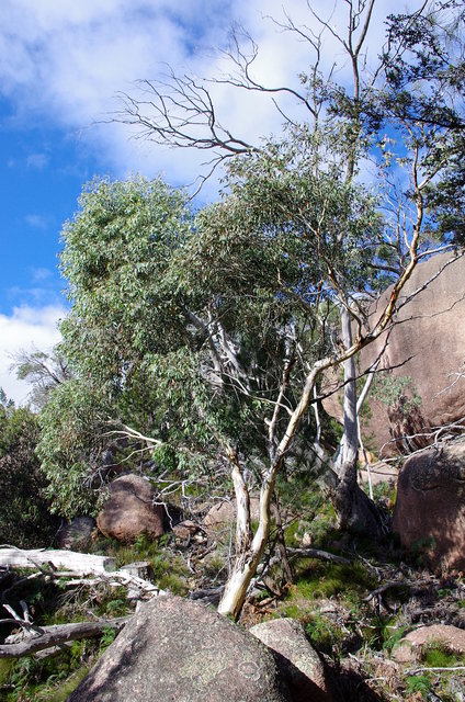 Path to Wineglass Bay Viewpoint (7) VB.JPG