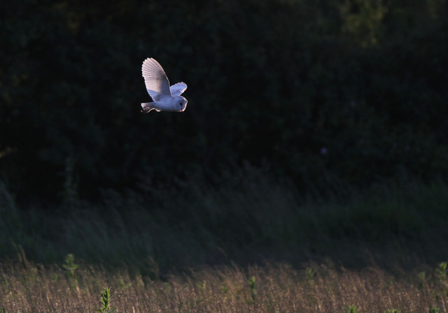 Barn Owl