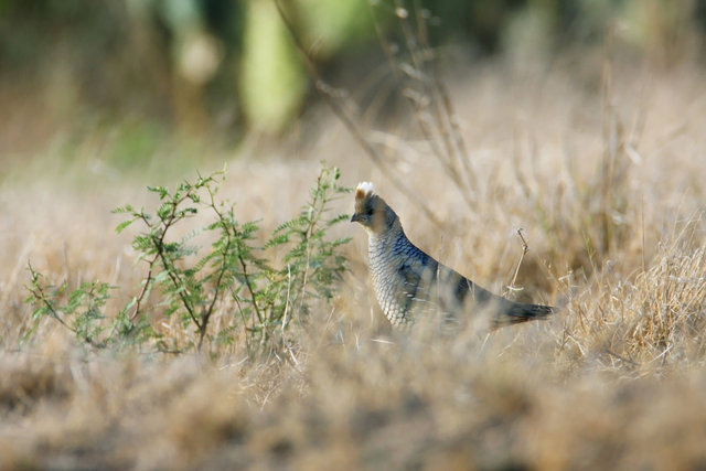 Scaled Quail, southern Texas