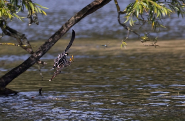 Hobby catching dragonfly