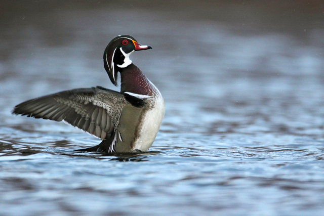 Male Wood Duck, southern Ohio