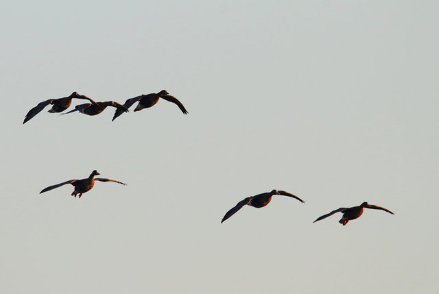 Greater White-Fronted Geese, southern Ohio, February