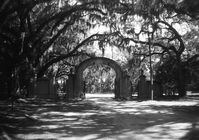 Wormsloe Plantation, outside Savannah, Georgia USA