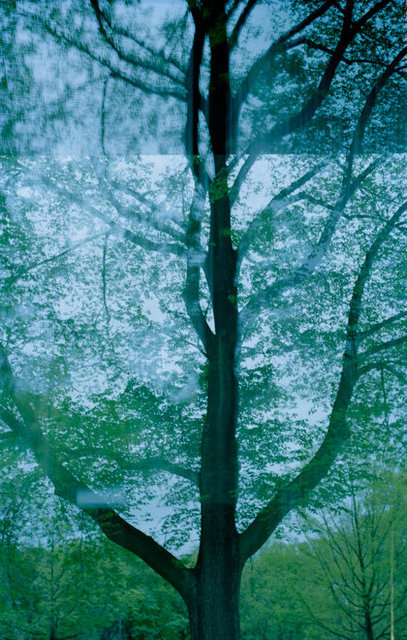 Evodia, Central Park, NY, 2016