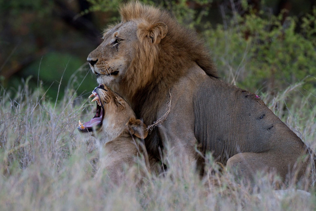 Mating lions