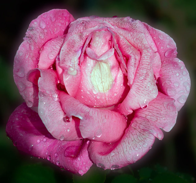 rosebud-day8Rain_DSC8466-as-Smart-Object-1.jpg