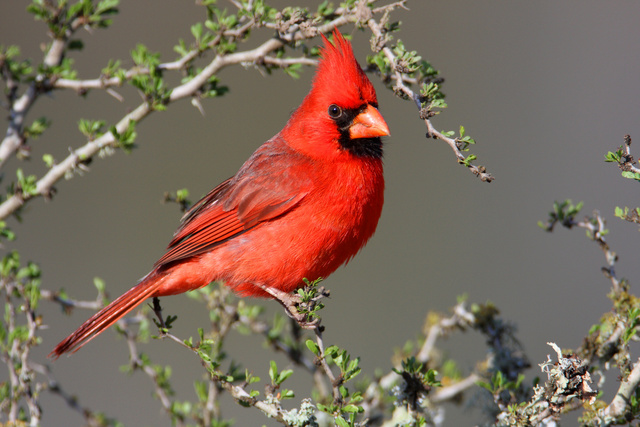 Northern Cardinal, southern Texas