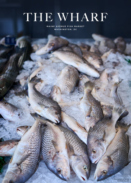 editorial-fish.jpg
