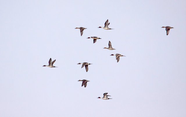 Northern Pintails, March, South Central Ohio