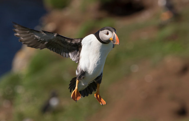 Puffin