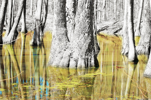 swamp 3
