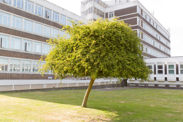 Hawthorn Tree.jpg