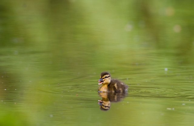 Duckling
