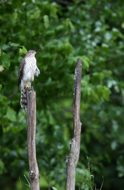 Cooper's Hawk, Ohio