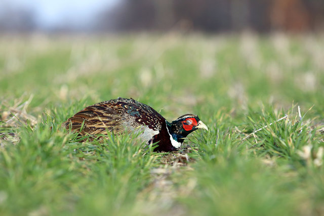 Ring-necked Pheasant