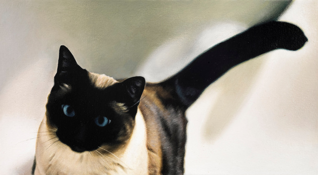 Breed: Siamese / "Blanche"