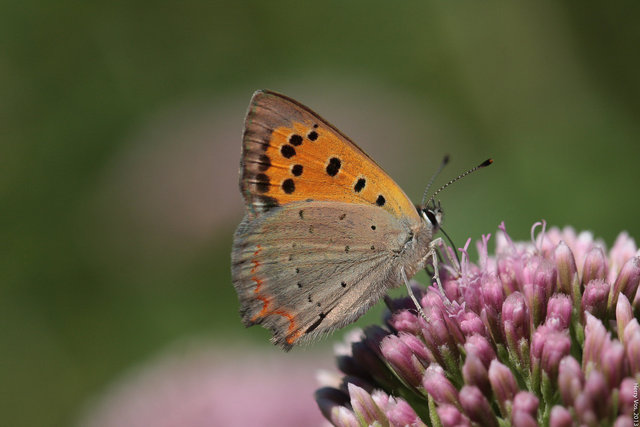 Small copper (Lycaena phlaeas)