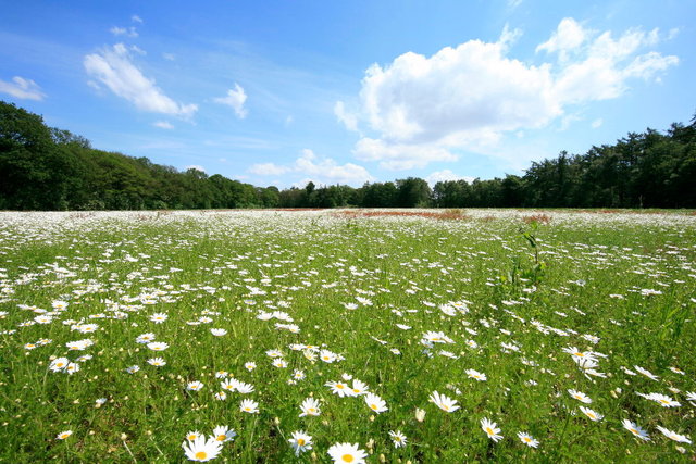 veld met margrieten