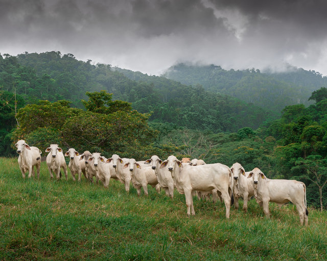 Naranjito, Costa Rica