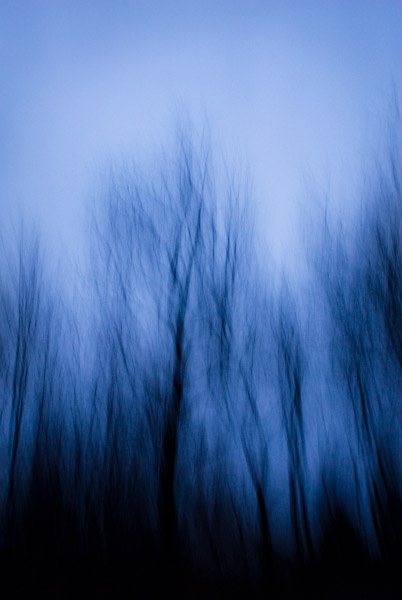 Black Walnuts, New Jersey, 2008