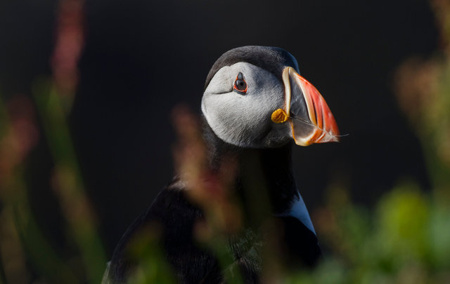 Puffin