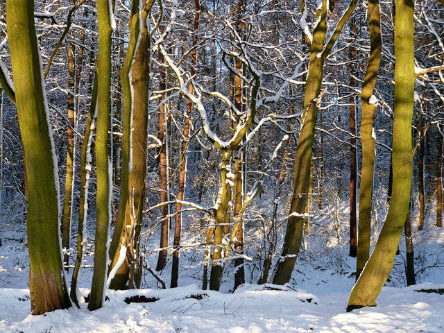 Snow on Ayot Greenway (5) VB.JPG