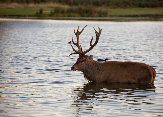 Injured Red Deer Stag