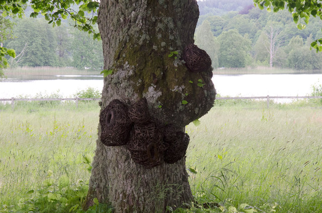 Installation from wood and rattan on the trees of the alley in Nääs, Sweden. 2015