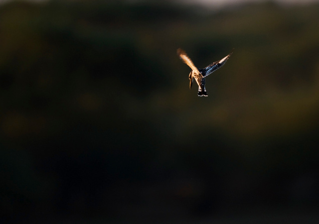 Pied Kingfisher