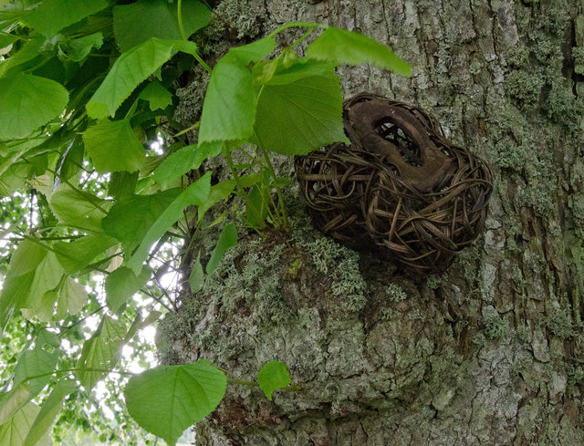 Installation from wood and rattan on the trees of the alley in Nääs, Sweden. 2015